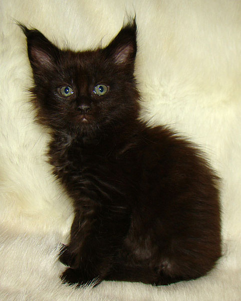     Catsvill County!   !    !       !!!    Catsvill County +7-926-544-74-09     .   ,   ,   ,    ,   ,  ,     ,   -,    ,   !